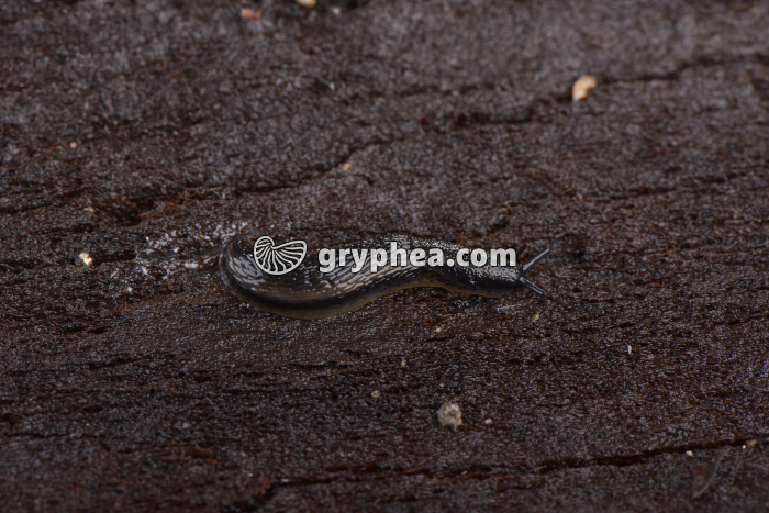 Limace - gryphea.org